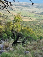 Protea caffra caffra