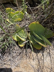 Kalanchoe thyrsiflora