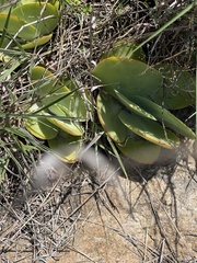 Kalanchoe thyrsiflora