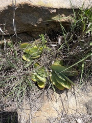Kalanchoe thyrsiflora