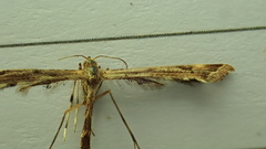 Pterophoroidea