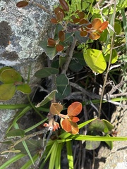 Acokanthera rotundata