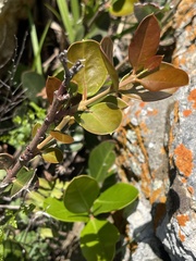 Acokanthera rotundata