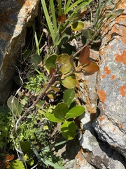 Acokanthera rotundata