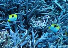 Chaetodon unimaculatus