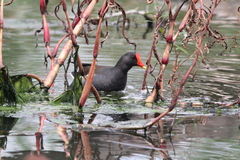 Gallinula chloropus meridionalis