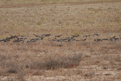 Nymphicus hollandicus