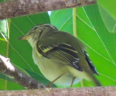 Phylloscopus inornatus