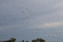 Nymphicus hollandicus