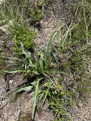 Ledebouria marginata