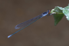 Pseudagrion pruinosum