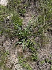 Ledebouria marginata