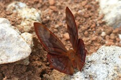 Abisara bifasciata