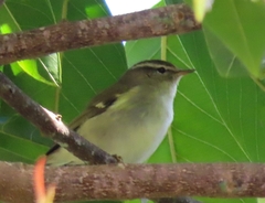 Phylloscopus inornatus