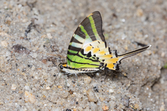 Graphium antiphates