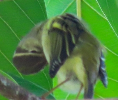 Phylloscopus inornatus