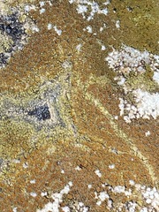 Xanthocarpia feracissima