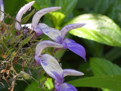 Brillantaisia