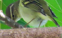 Phylloscopus inornatus