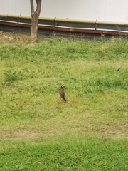 Acridotheres tristis tristis