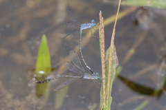 Lestes praemorsus