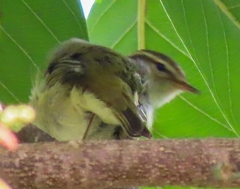 Phylloscopus inornatus