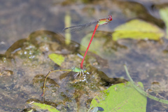 Ceriagrion chaoi