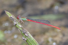 Ceriagrion chaoi