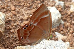 Abisara bifasciata