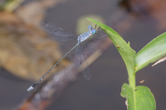 Lestes praemorsus