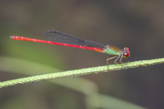 Ceriagrion chaoi