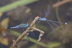 Lestes praemorsus