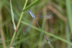Lestes praemorsus