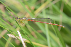 Ceriagrion chaoi