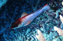 Epinephelus fasciatus