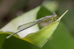 Ceriagrion chaoi