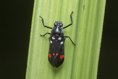 Callitettix versicolor