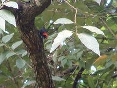 Malimbus rubricollis