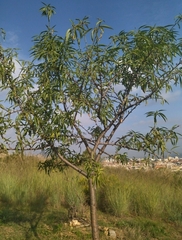 Prunus amygdalus