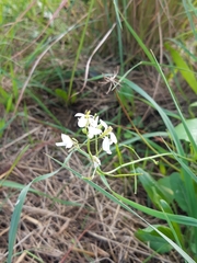 Diplotaxis erucoides