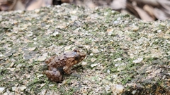 Limnonectes fujianensis