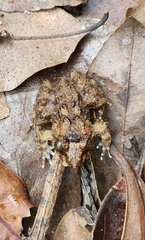 Limnonectes fujianensis