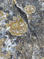 Xanthocarpia feracissima