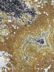 Xanthocarpia feracissima