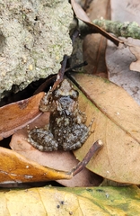 Limnonectes fujianensis