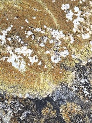 Xanthocarpia feracissima