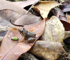 Limnonectes fujianensis