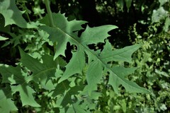 Lactuca quercina