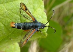 Pyropteron chrysidiforme