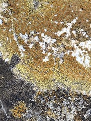 Xanthocarpia feracissima